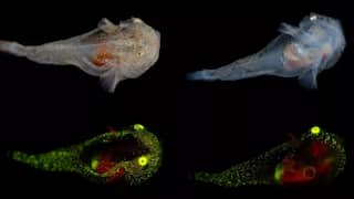 Alien-like fish which can glow bright green discovered near coast of Greenland