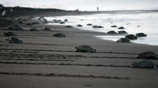 World’s smallest sea turtles discovered on Chandeleur Islands after 75 years