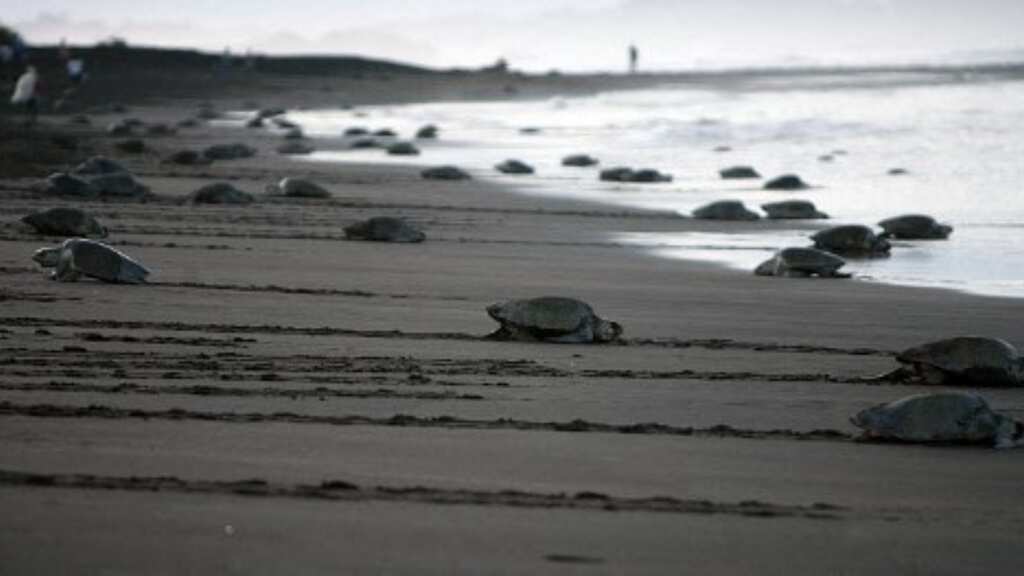 World’s smallest sea turtles discovered on Chandeleur Islands after 75 years