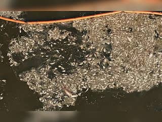 WION Climate Tracker | Dead fish hints at ecological disaster in Baltic Sea