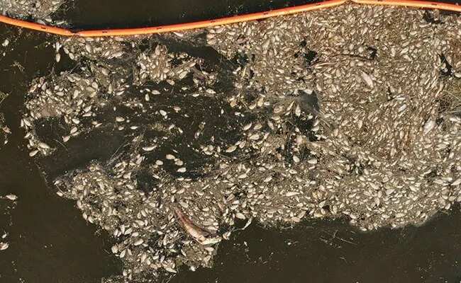 WION Climate Tracker | Dead fish hints at ecological disaster in Baltic Sea