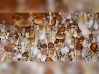 WION Fineprint | Magic Mushrooms can be safely used to treat depression, study finds