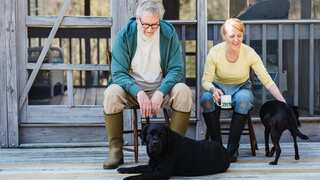 Dogs may be 'seeing' through smells, says a study