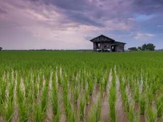 Food crisis looms in Sri Lanka; rice crop stunted