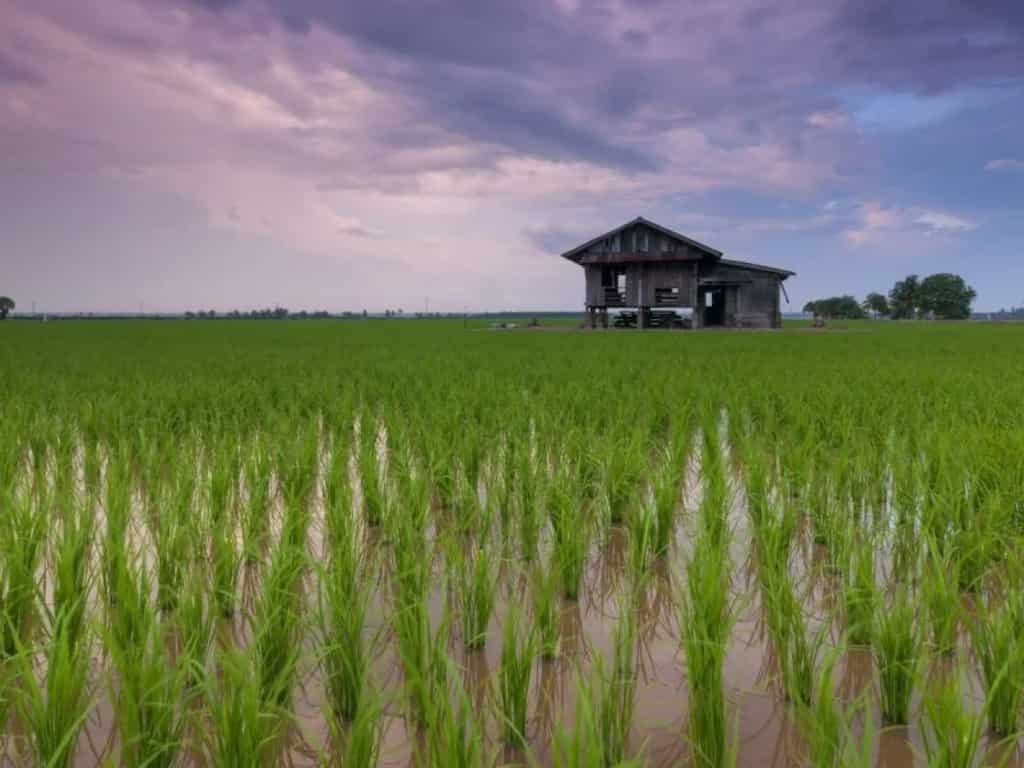 Food crisis looms in Sri Lanka; rice crop stunted