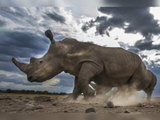 South African Rhino poaching drops during Covid-19 pandemic