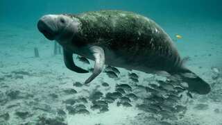 Dugong’s functional extinction in China due to habitat destruction, ‘a wakeup call’ to prioritise efforts