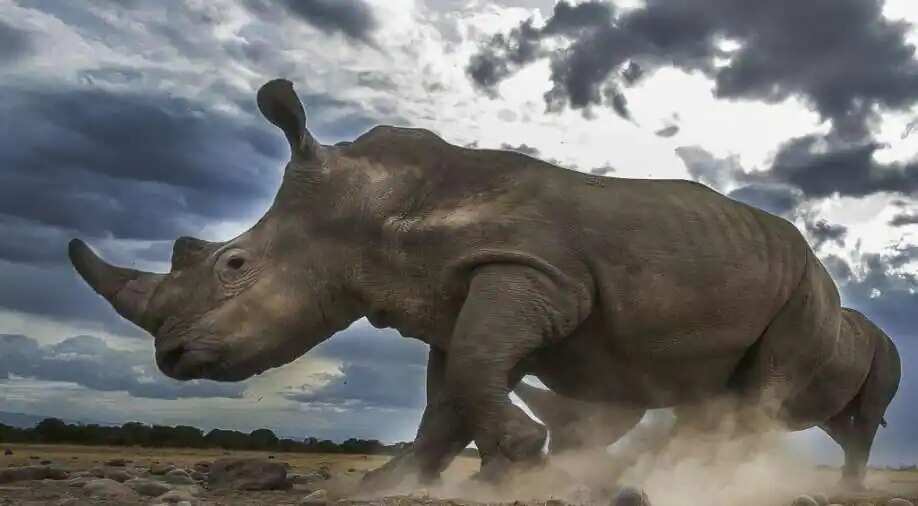 WION Climate Tracker:  South African Rhino poaching drops; conservation efforts are paying off