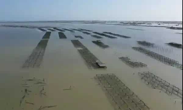 WION Climate Tracker | Sea level rise threatens land & livelihood in Spain's Ebro Delta