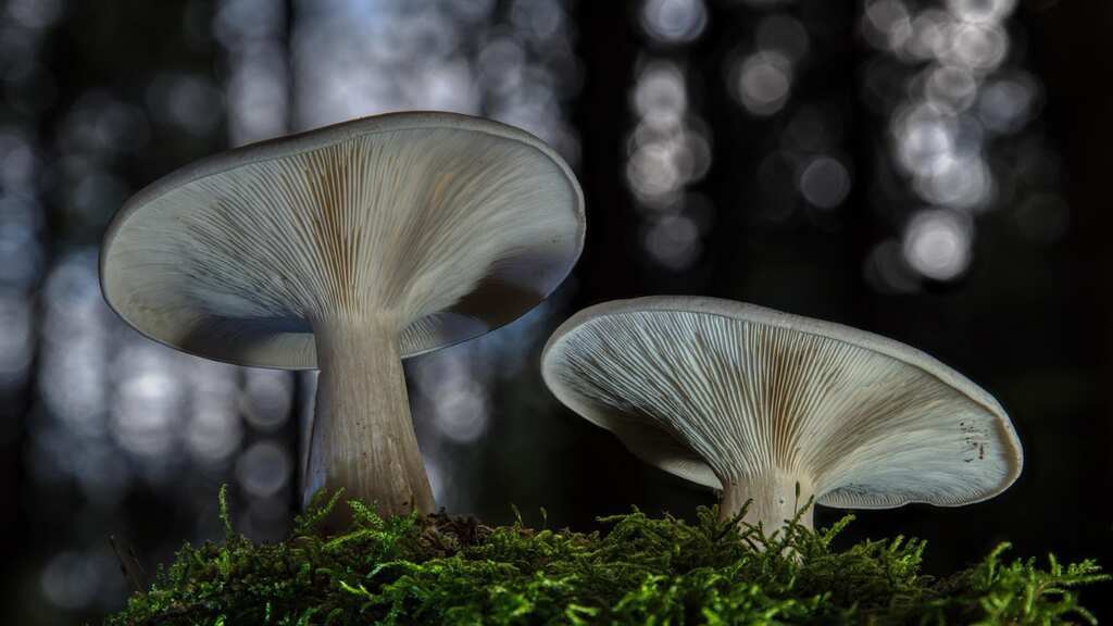 Magic mushrooms-assisted treatment may help people with alcohol use disorder: Study