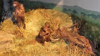 Seven million year old human bone leads to an amazing discovery
