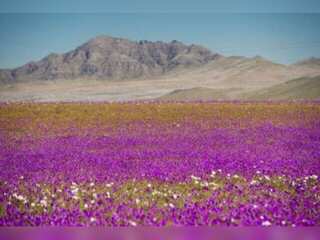 WION Climate Tracker: Chile's Atacama desert flowering season, a climatic phenomenon