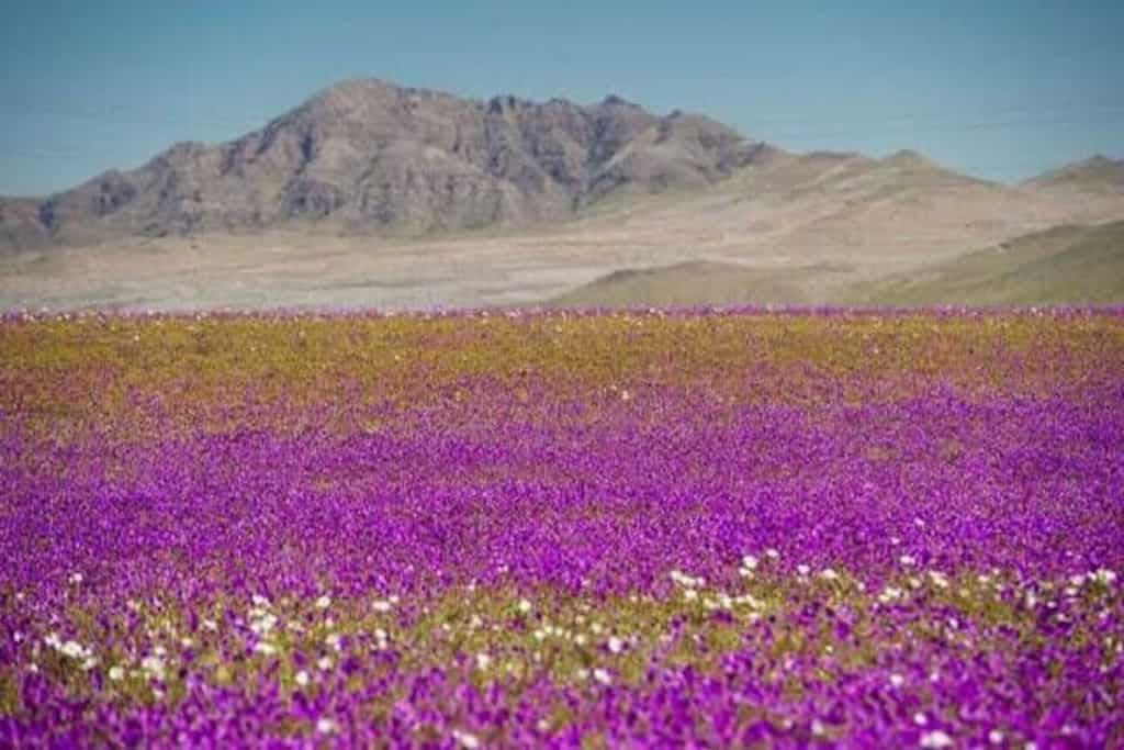 WION Climate Tracker: Chile's Atacama desert flowering season, a climatic phenomenon