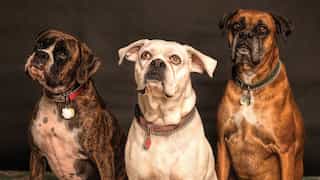 International Dog Day 2022: History, significance and more