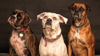 International Dog Day 2022: History, significance and more