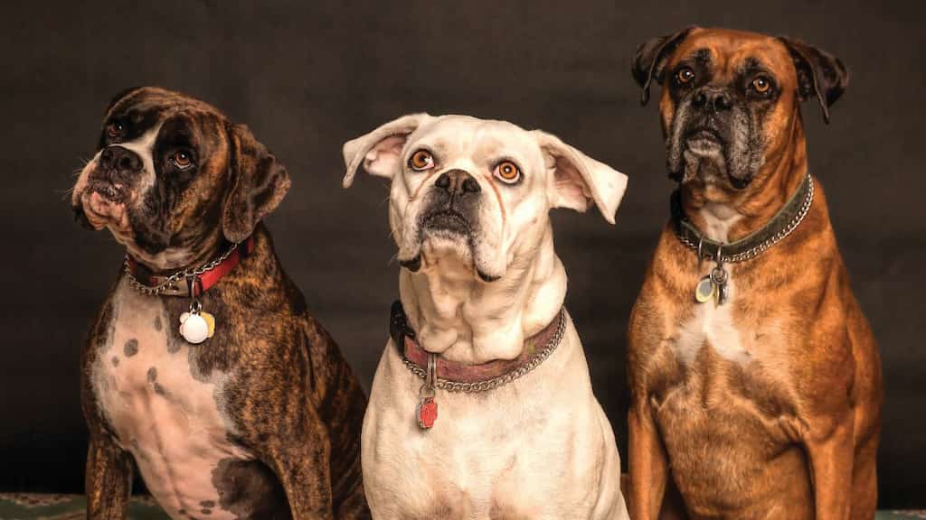 International Dog Day 2022: History, significance and more