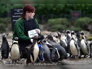 WION Climate Tracker: Zoological society of London starts annual health check-up