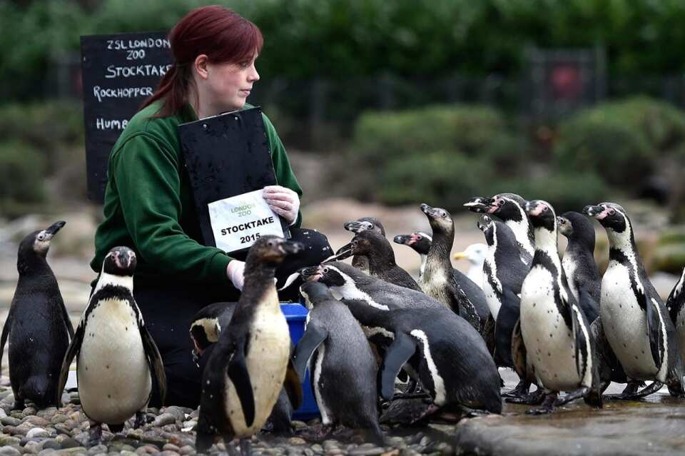 WION Climate Tracker: Zoological society of London starts annual health check-up