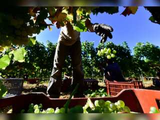 WION Climate Tracker: Champagne grape pickers are toiling under a blistering sun