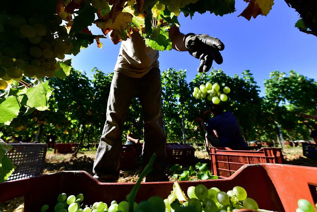 WION Climate Tracker: Champagne grape pickers are toiling under a blistering sun