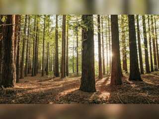 WION Climate Tracker: UK launches first satellite to study world's forests