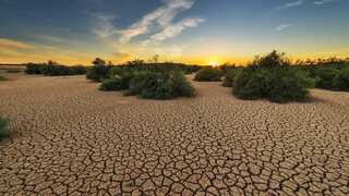 No water for plants during a drought? You can give them booze