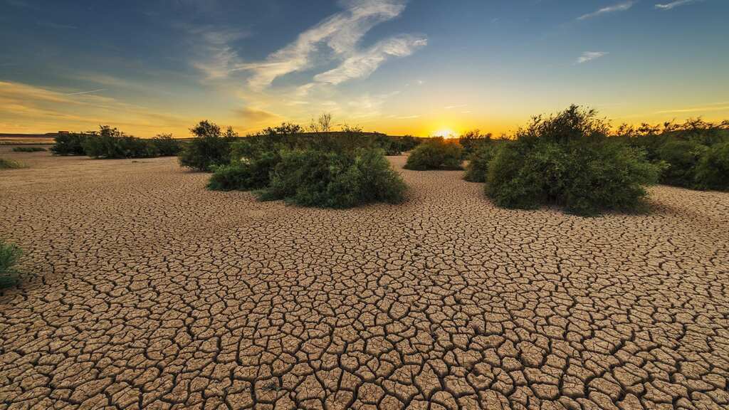 No water for plants during a drought? You can give them booze