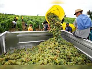 WION Climate Tracker: High temperatures boost grape maturity, wines may become different