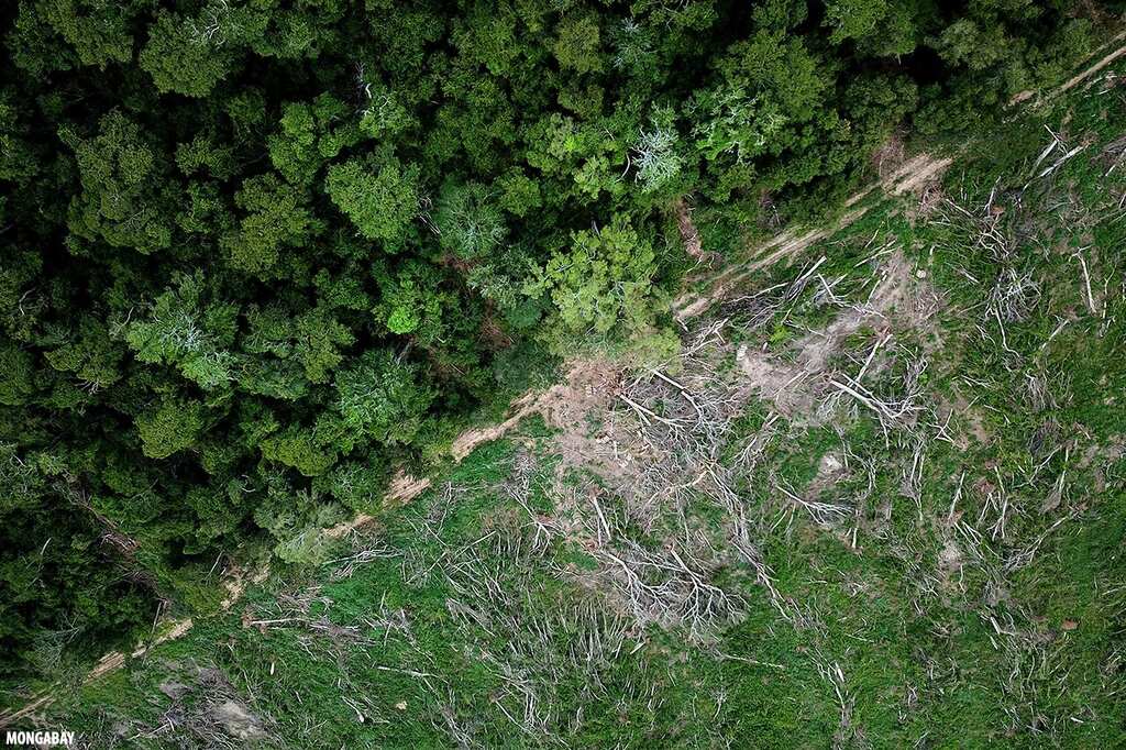WION Climate Tracker: Europe to launch biomass satellite, will probe through forests