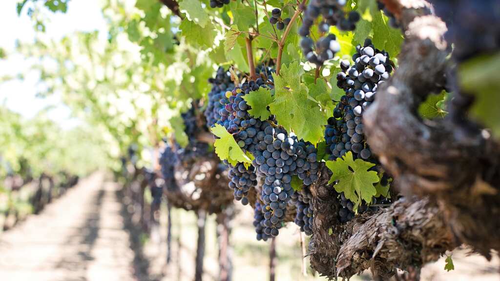 Extreme climate change forces early harvest of grapes in France, to affect wine industry