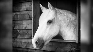 This man is travelling from Europe to China on horseback, says the animal 'tries to elope with another horse'