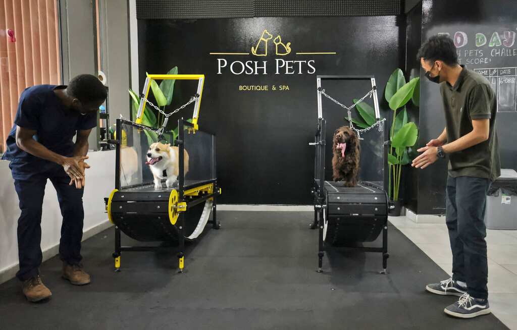 WION Climate Tracker | Dogs 'Beat the Heat' in AC gyms in UAE