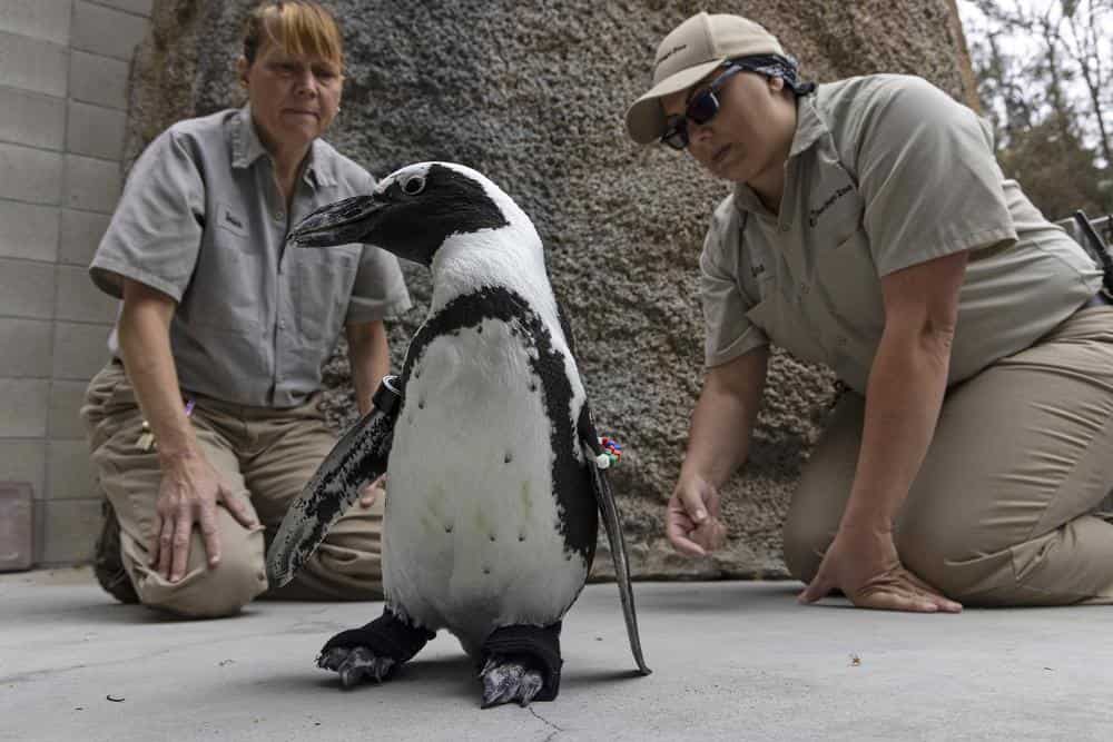San Diego zoo penguin gets orthopaedic shoes for foot condition
