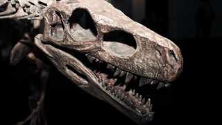 Remains of Europe’s largest dinosaur discovered in a garden in Portugal