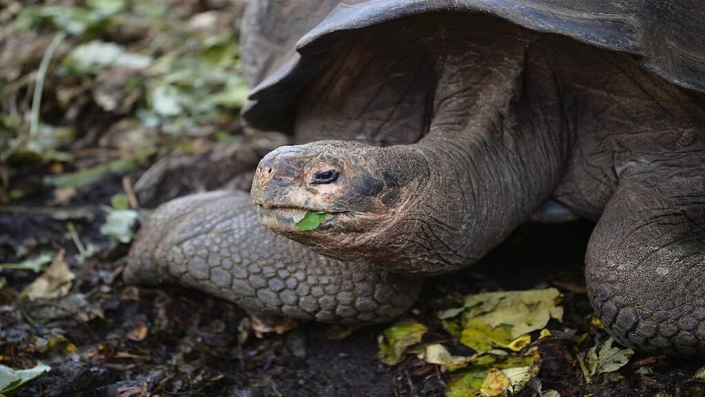 Ecuadorian government launches investigation into killing of four Galapagos tortoises