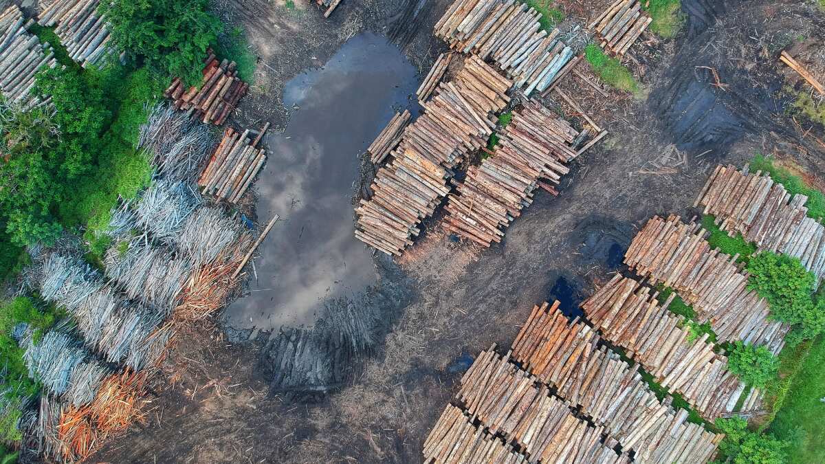 Use timber to build houses, cut 100 billion tonnes of carbon emissions: Study