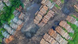 Use timber to build houses, cut 100 billion tonnes of carbon emissions: Study