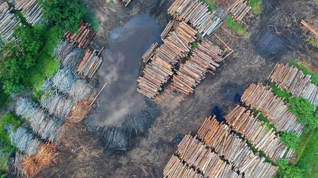 Use timber to build houses, cut 100 billion tonnes of carbon emissions: Study