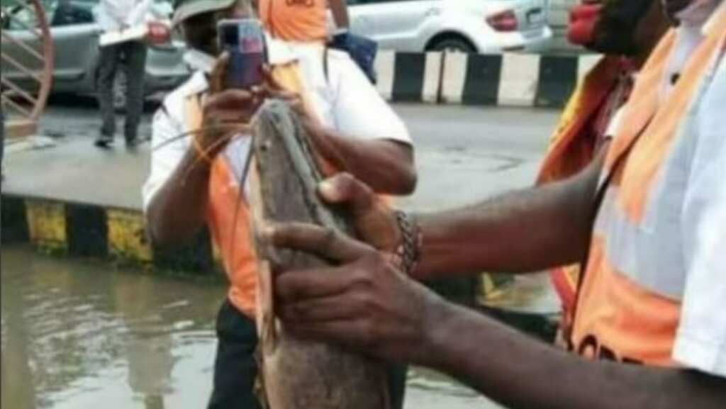 Live Catfish caught on flooded road sums up situation in rain-hit Bengaluru