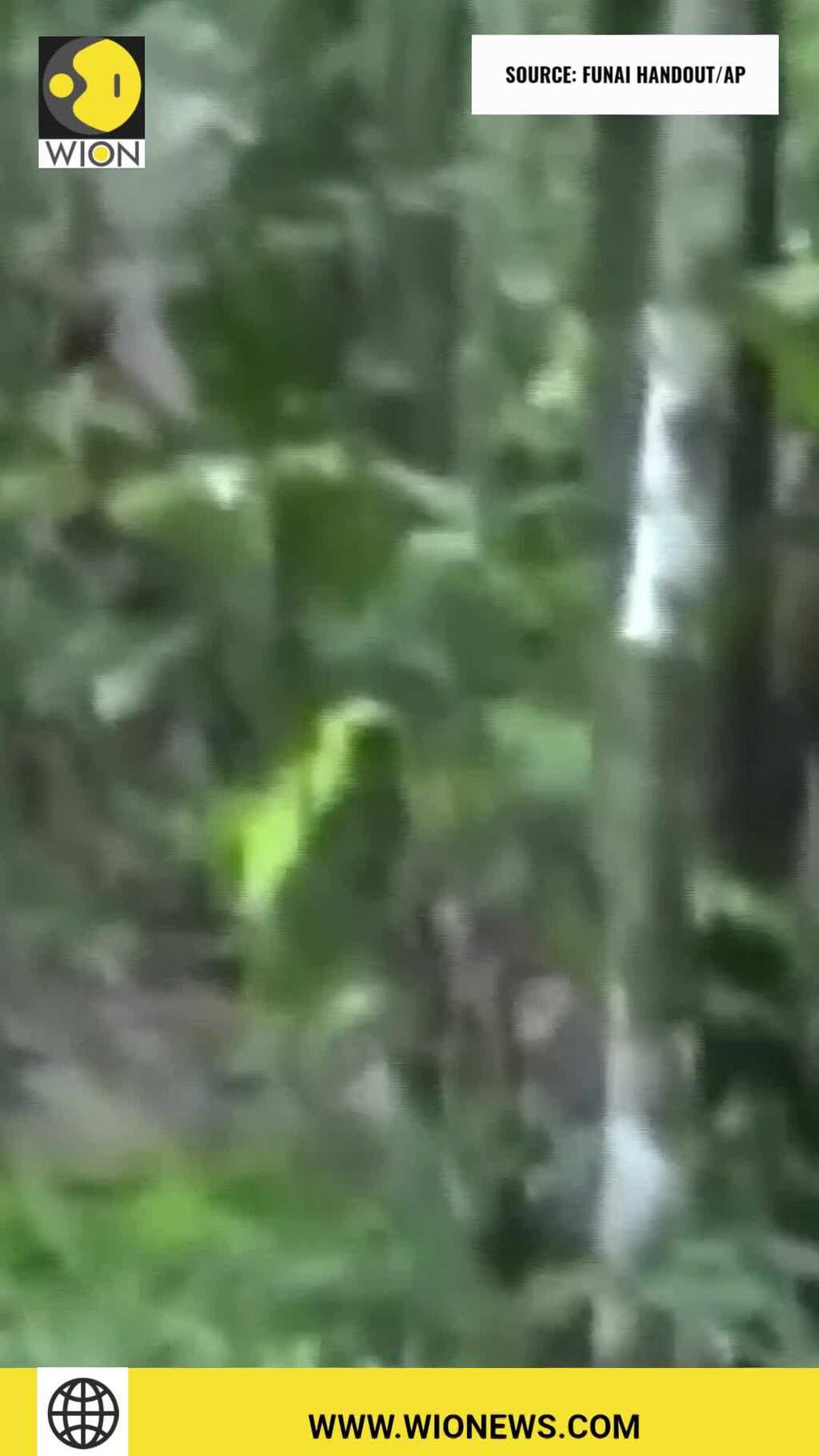 Last surviving member of an uncontacted Amazonian tribe found dead in Brazil