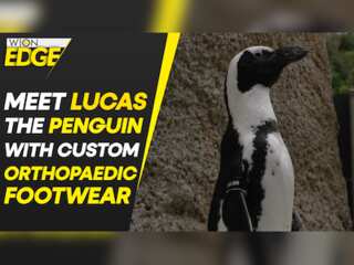San Diego Zoo penguin fitted with custom orthopaedic footwear