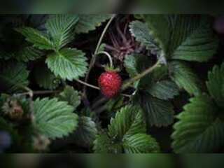 US berry giants flock to Canada amid drought