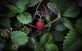 US berry giants flock to Canada amid drought