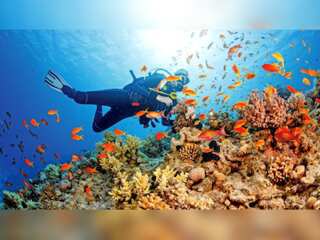 WION Climate Tracker: Ocean ecosystems are under threat; animal mass mortality events increasing