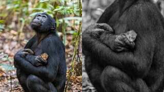 Heartwarming moment or something ominous? Truth behind this award winning picture will shock you