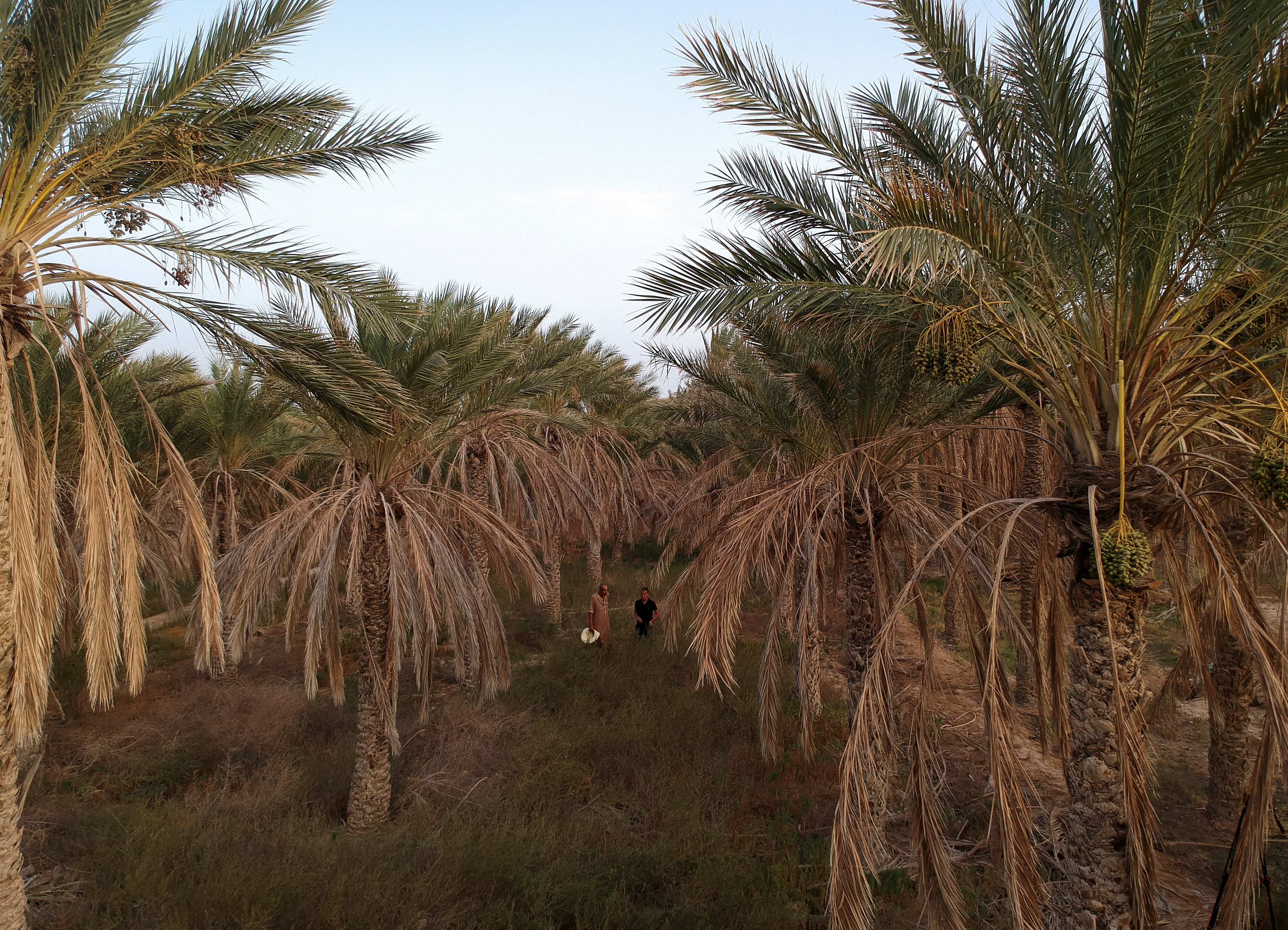 In Africa's hottest oasis, disease and drought threaten famed date palms In Africa's hottest oasis, disease and drought threaten famed date palms