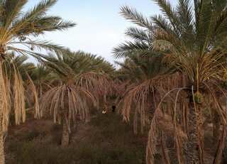 In Africa's hottest oasis, disease and drought threaten famed date palms