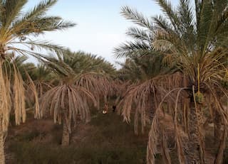 In Africa's hottest oasis, disease and drought threaten famed date palms
