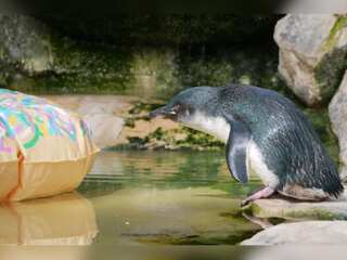 WION Climate Tracker | 21-year-old penguin in Australia is oldest on record; still fathers chicks