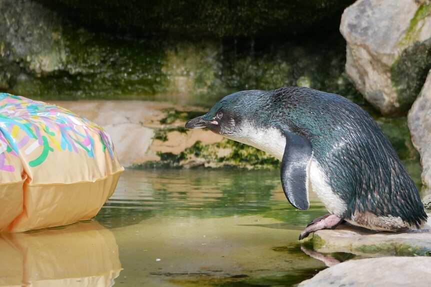WION Climate Tracker | 21-year-old penguin in Australia is oldest on record; still fathers chicks